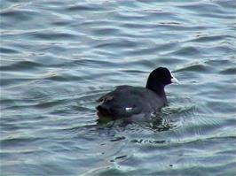 Moorhens on Lake Neuchâtel in the Cudrefin Nature Reserve